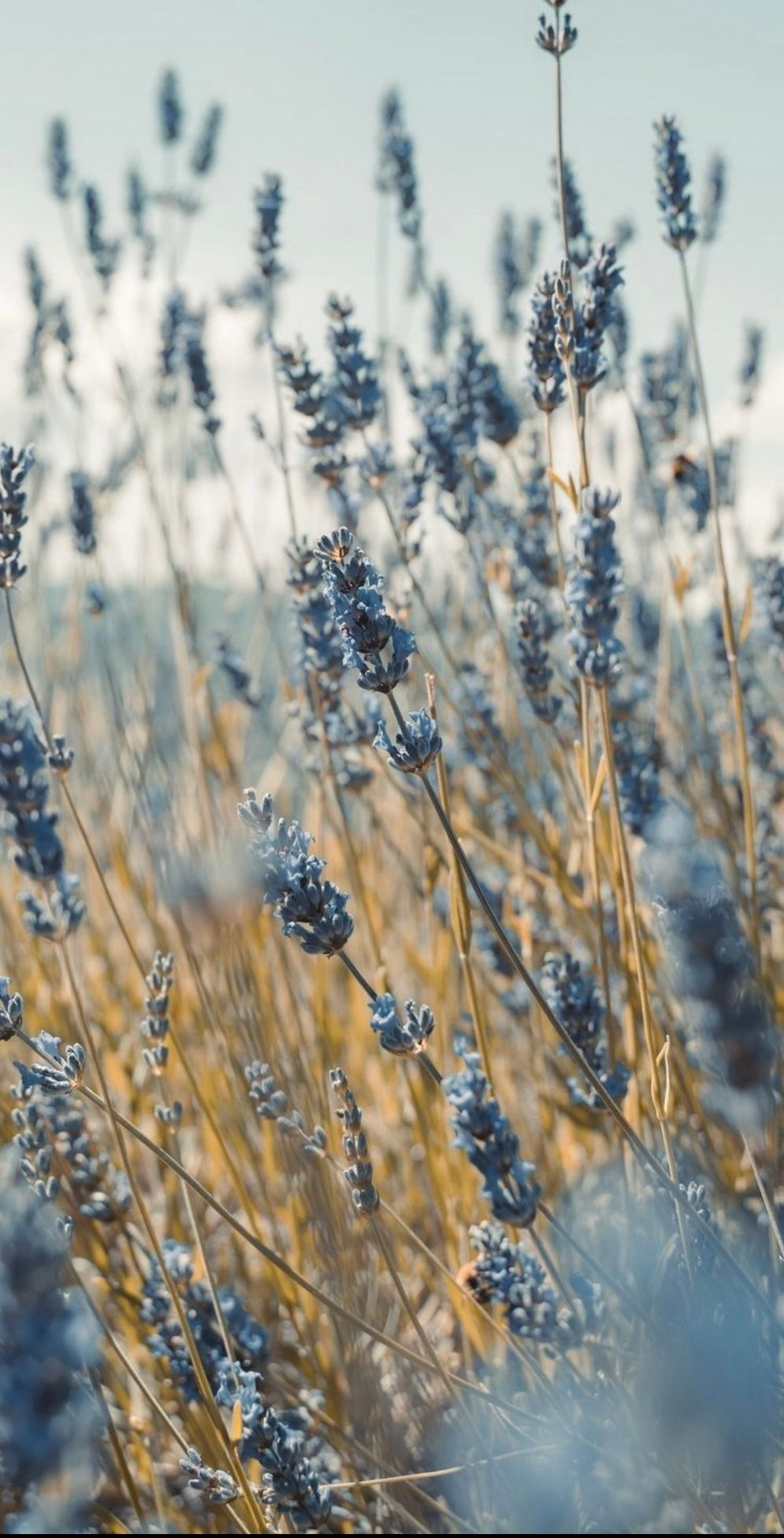 Lavender Infusion Tallow Moisturizer